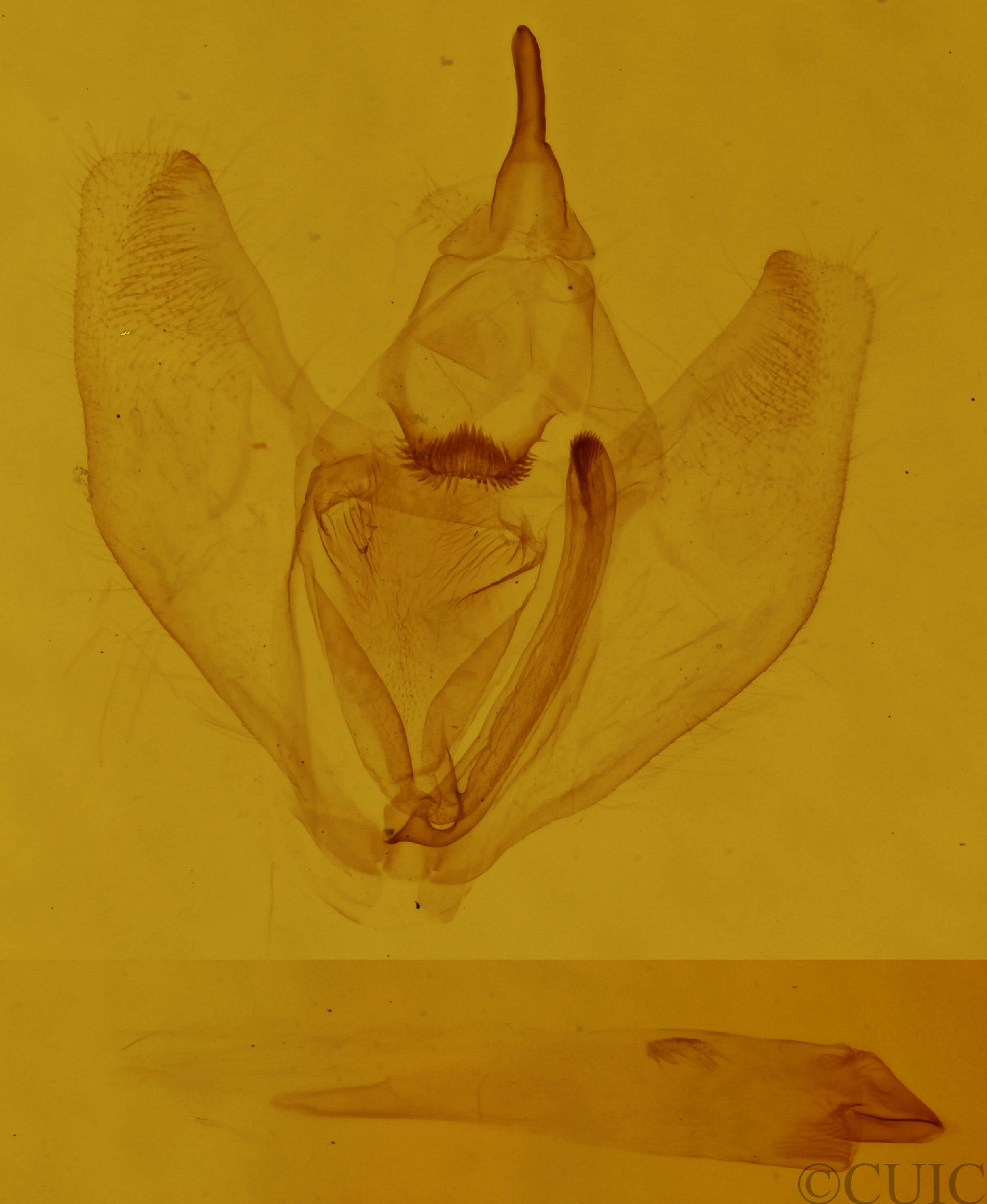 genitalia view of adult Besma endropiaria