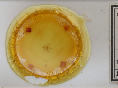 slide view of adult Besma endropiaria