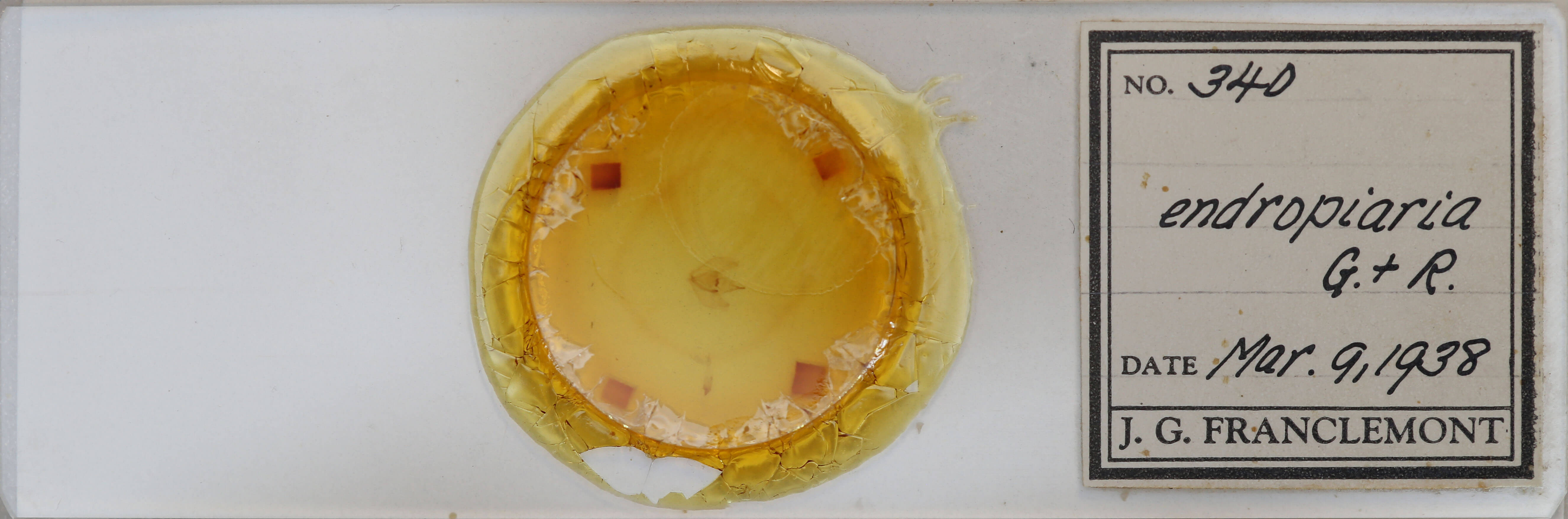 slide view of adult Besma endropiaria