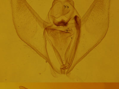 genitalia view of adult Besma quercivoraria