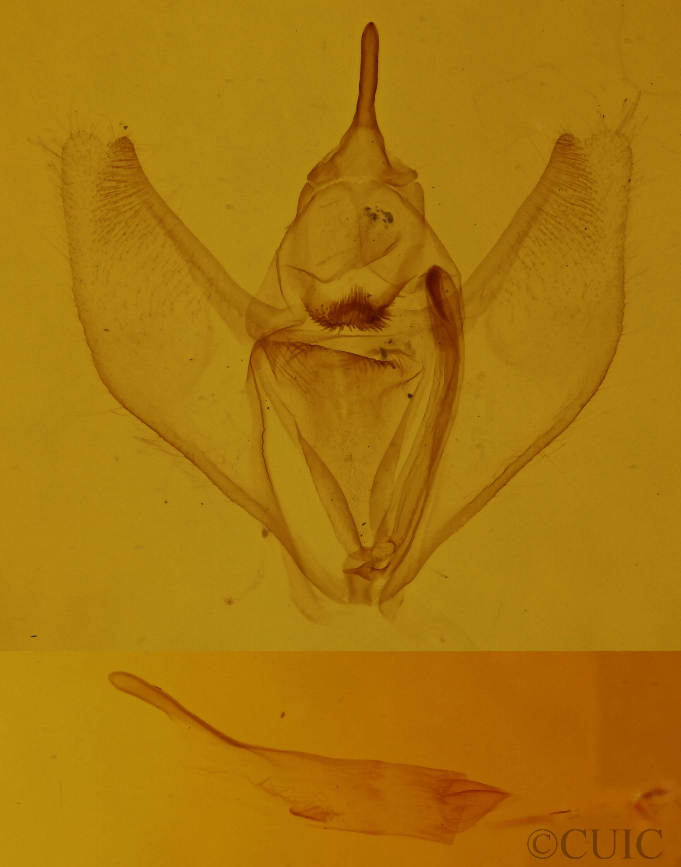 genitalia view of adult Besma quercivoraria