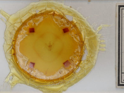 slide view of adult Besma quercivoraria