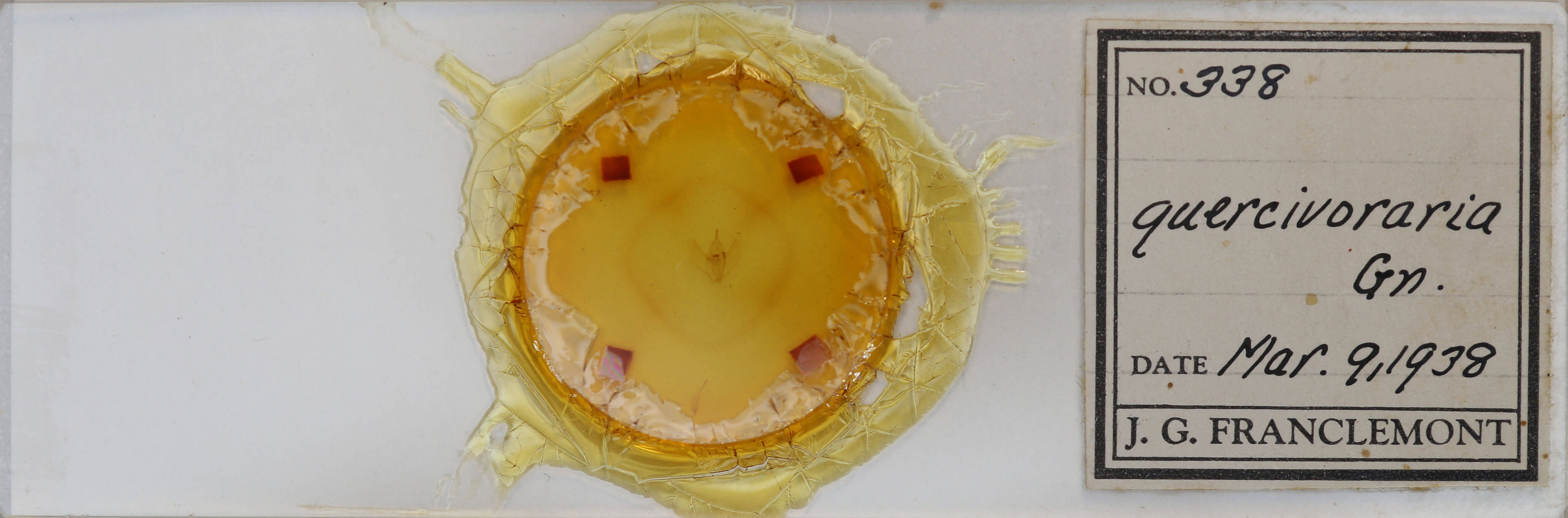 slide view of adult Besma quercivoraria