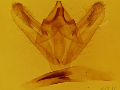 genitalia view of adult Biston betularia