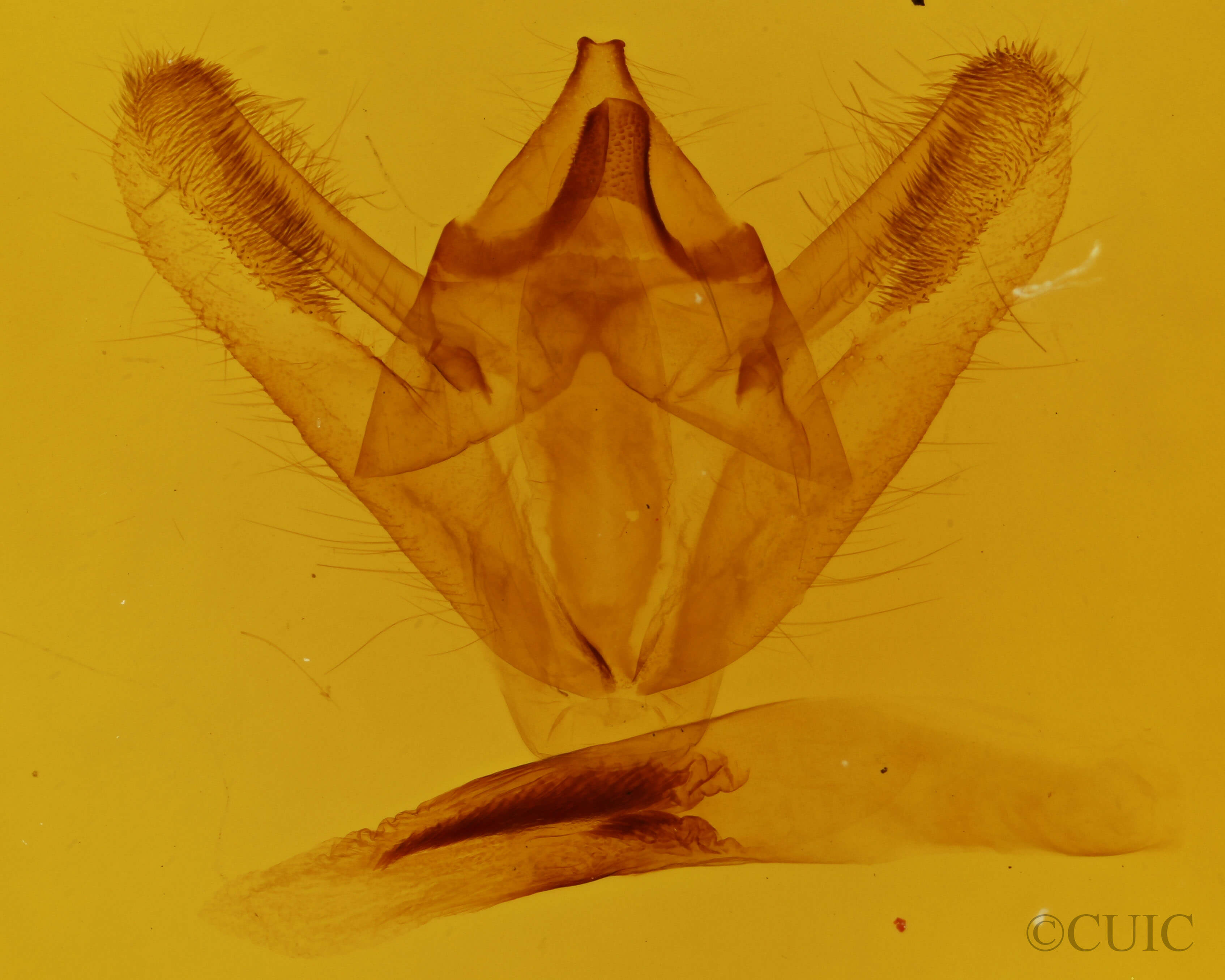 genitalia view of adult Biston betularia