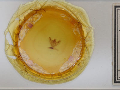 slide view of adult Biston betularia