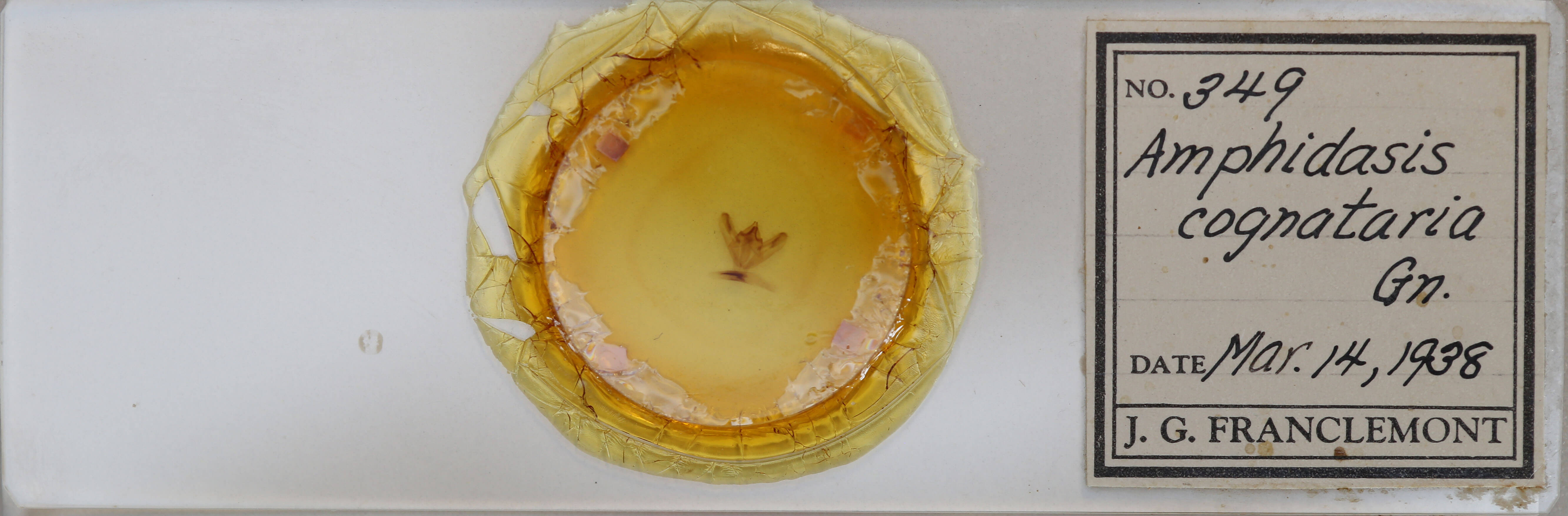 slide view of adult Biston betularia