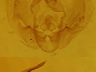 genitalia view of adult Hypena deceptalis