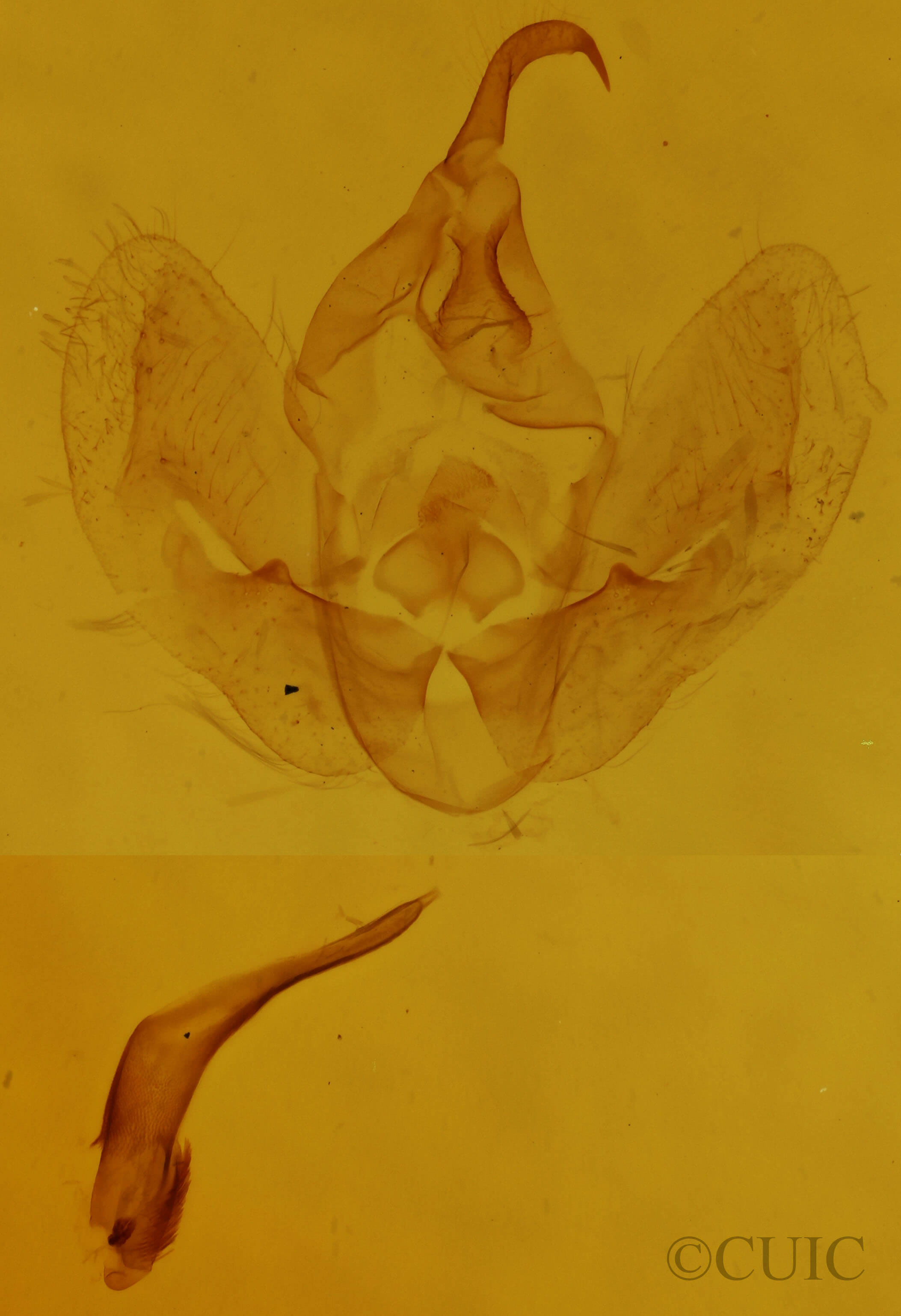 genitalia view of adult Hypena deceptalis