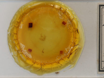 slide view of adult Hypena deceptalis