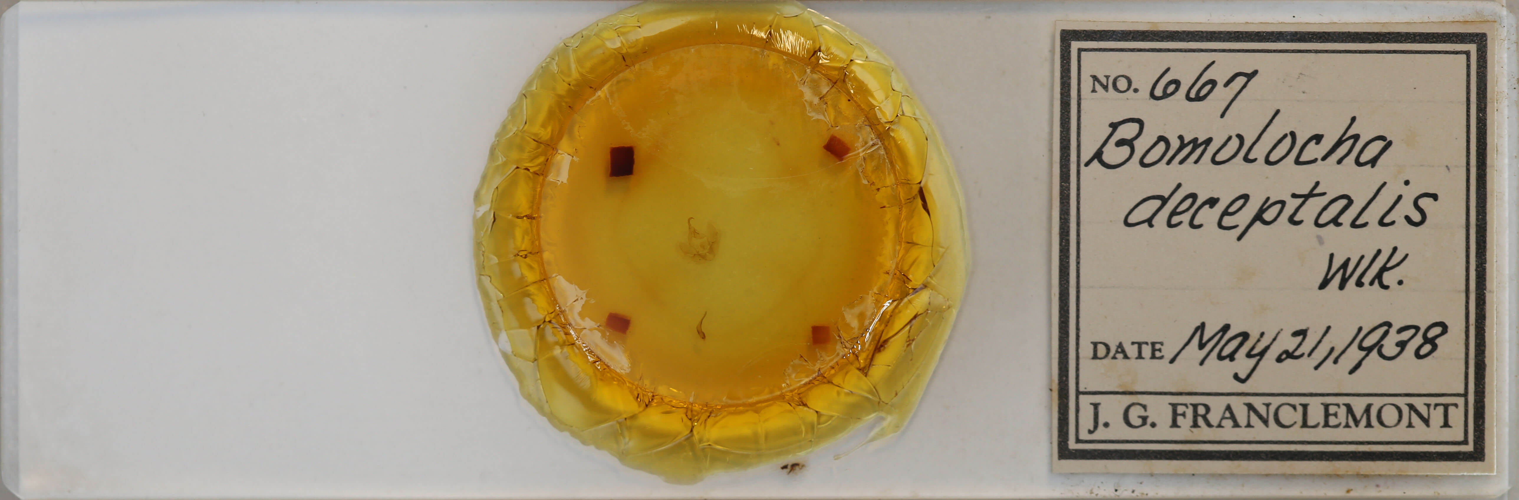 slide view of adult Hypena deceptalis