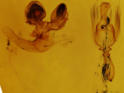genitalia view of adult Brachylomia curvifascia