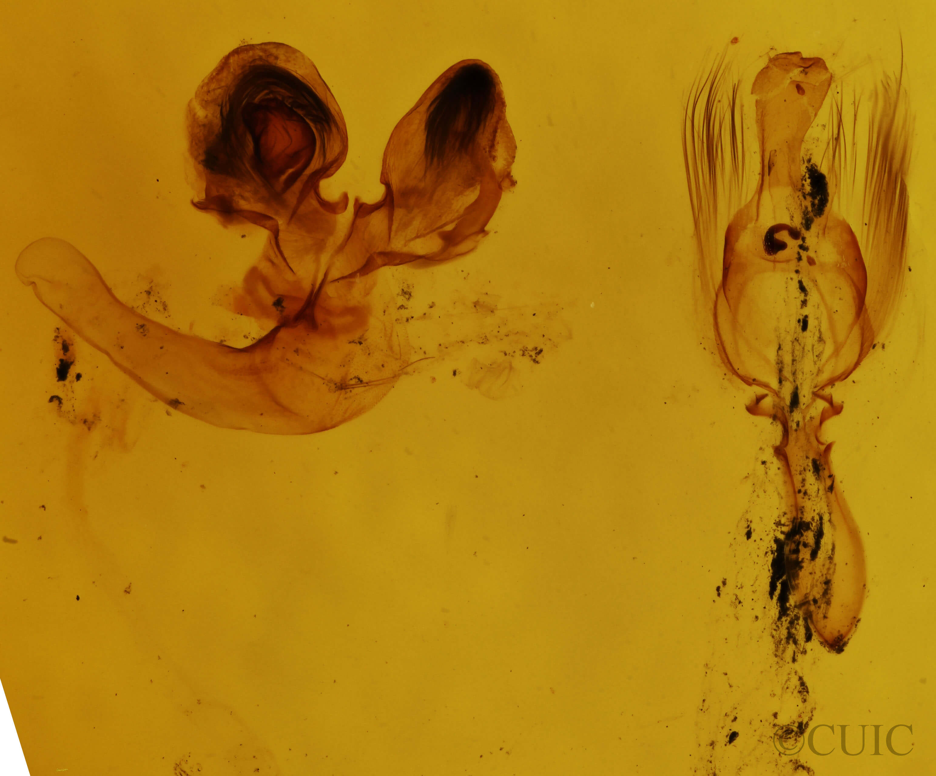 genitalia view of adult Brachylomia curvifascia