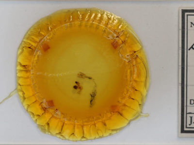 slide view of adult Brachylomia curvifascia