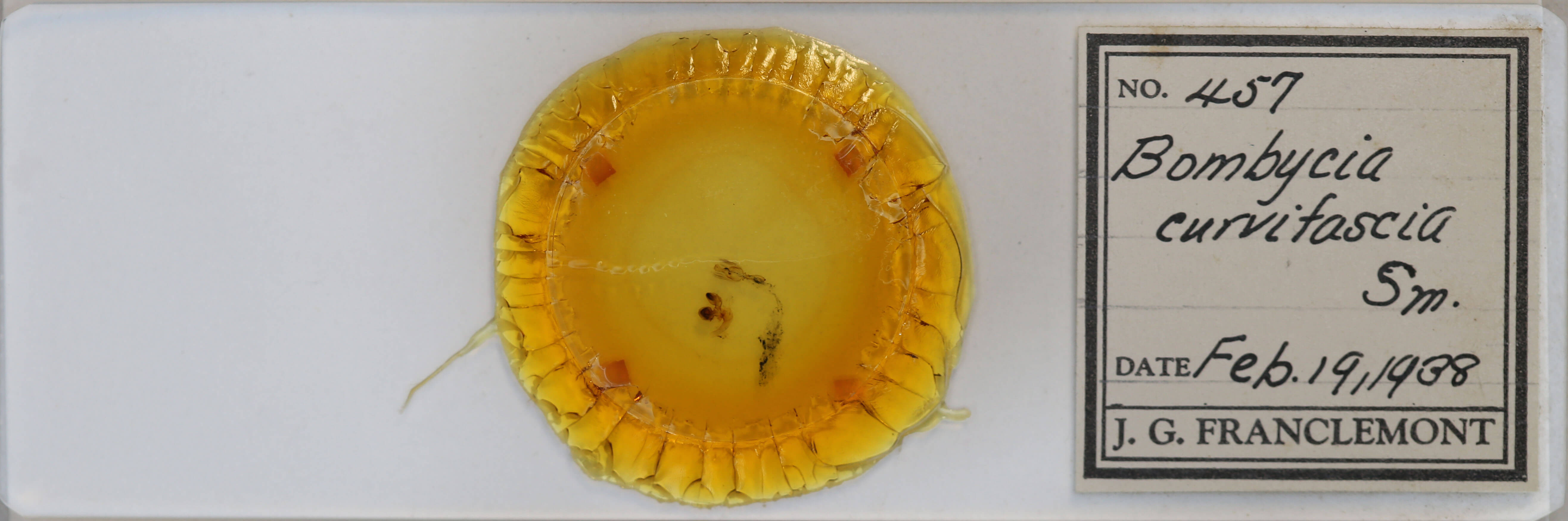 slide view of adult Brachylomia curvifascia