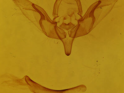 genitalia view of adult Brachylomia curvifascia