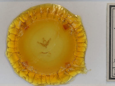 slide view of adult Brachylomia curvifascia