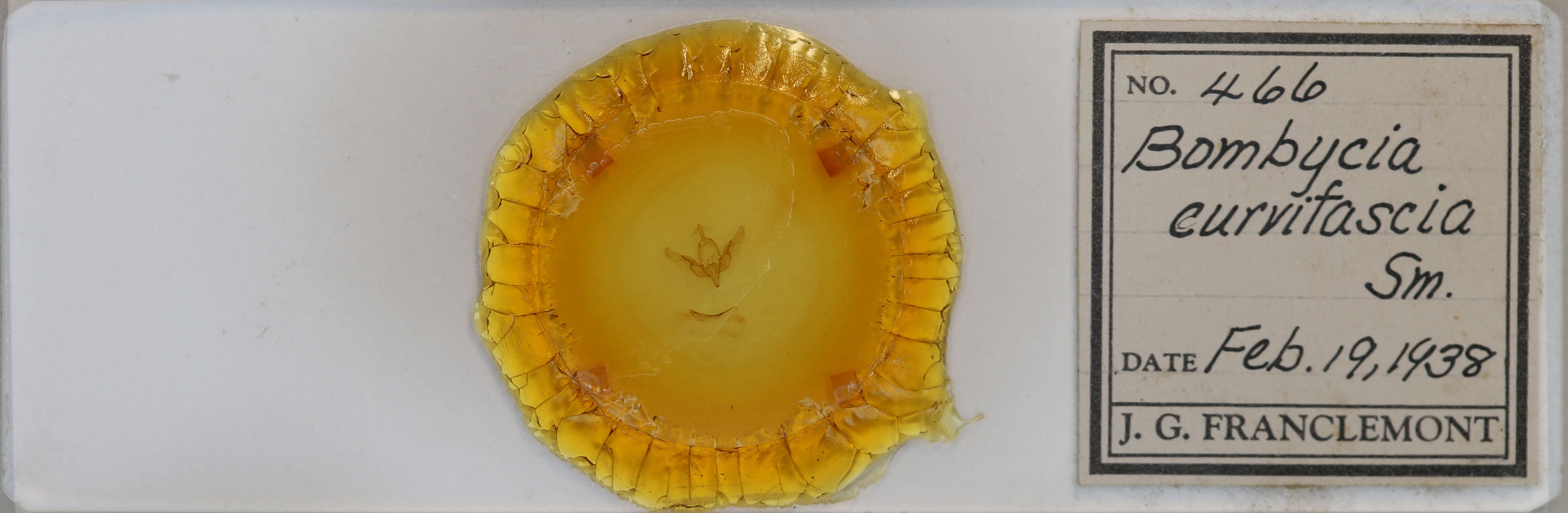 slide view of adult Brachylomia curvifascia