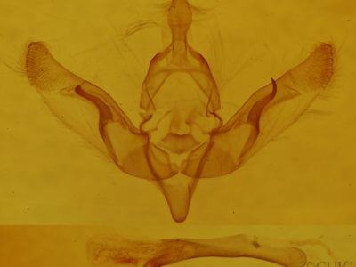 genitalia view of adult Brachylomia curvifascia