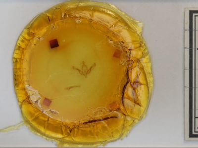 slide view of adult Brachylomia curvifascia