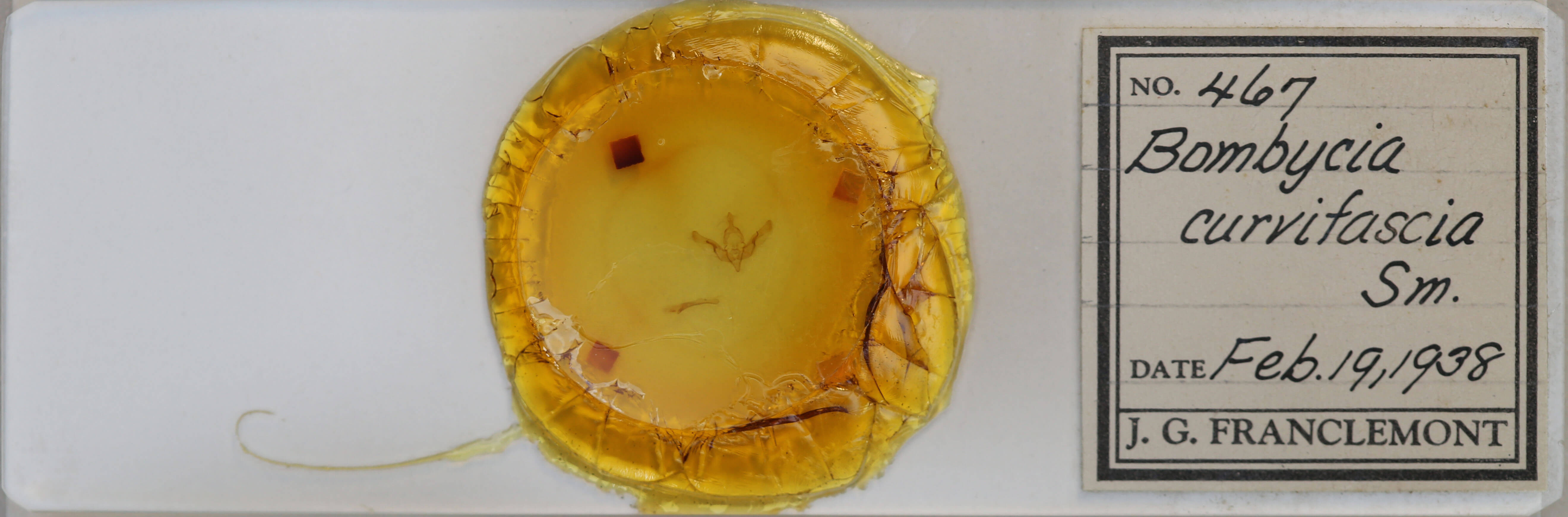 slide view of adult Brachylomia curvifascia