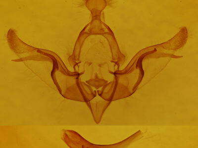 genitalia view of adult Brachylomia discinigra