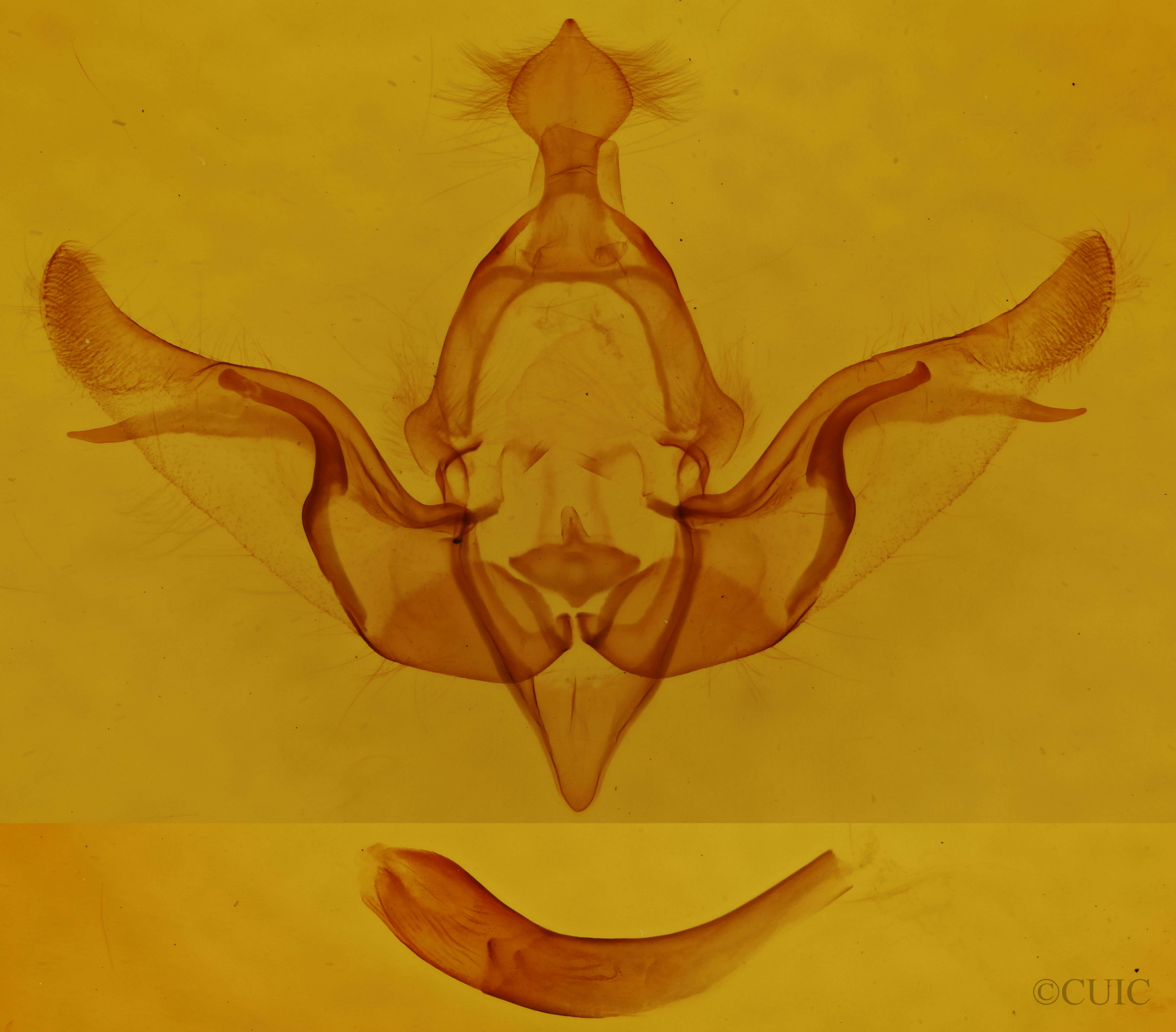 genitalia view of adult Brachylomia discinigra