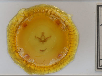 slide view of adult Brachylomia discinigra