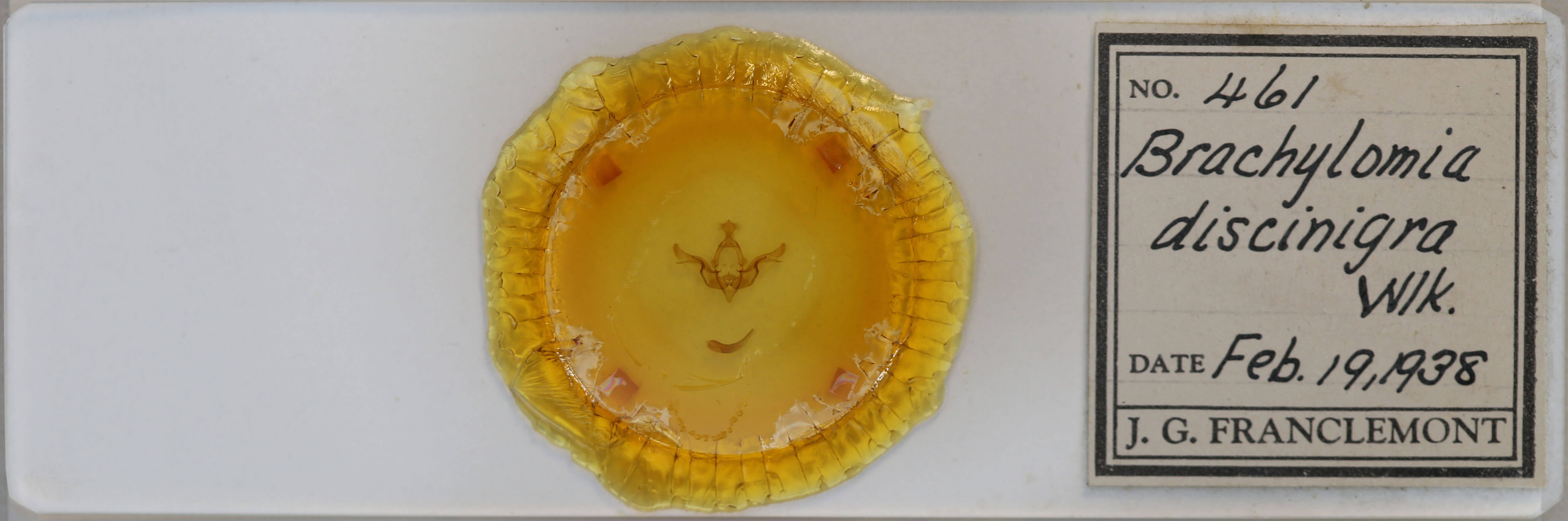 slide view of adult Brachylomia discinigra