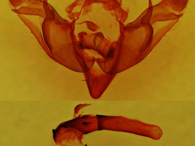 genitalia view of adult Brachylomia elda