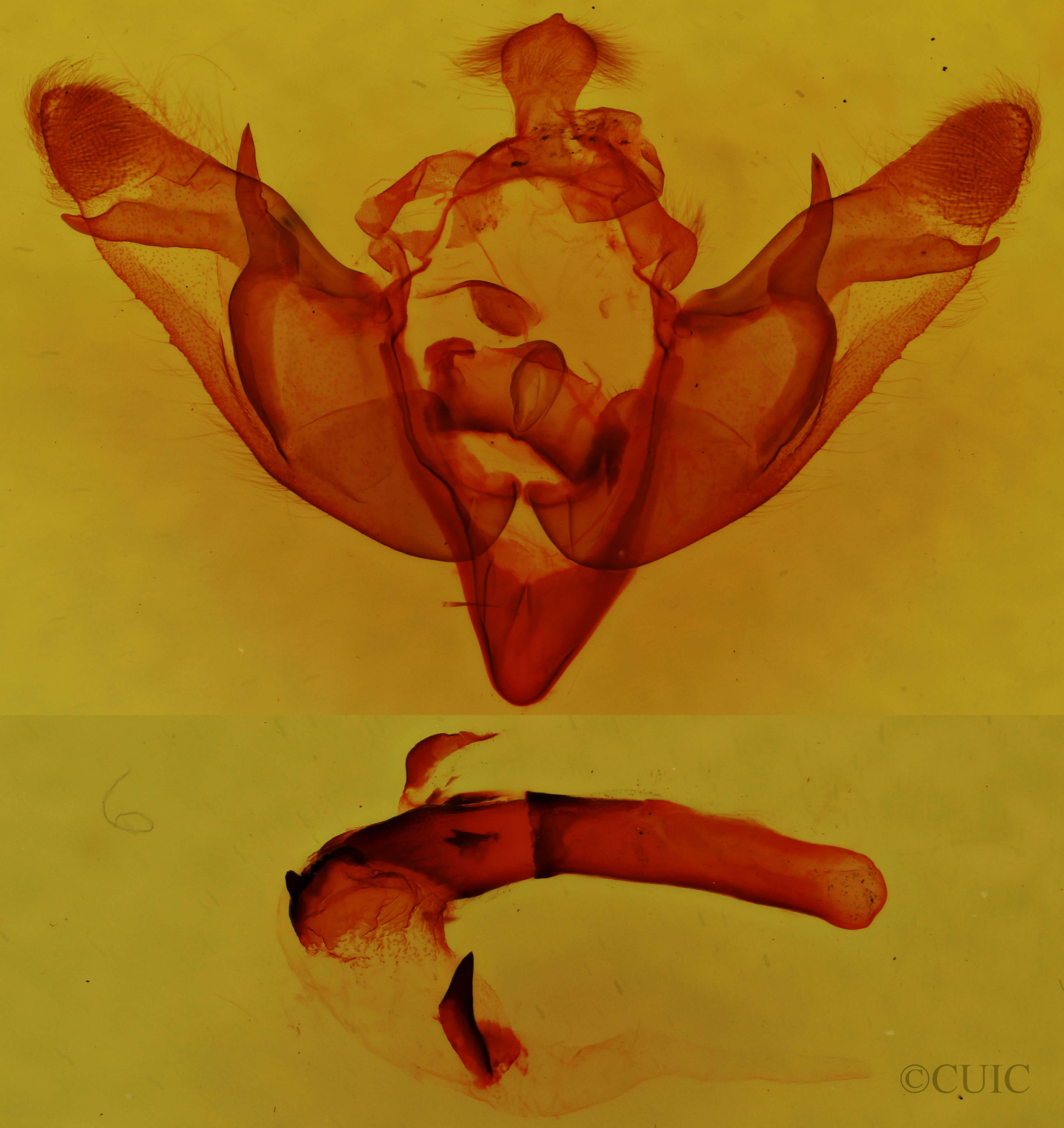 genitalia view of adult Brachylomia elda