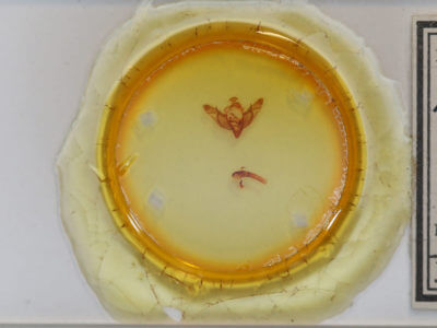 slide view of adult Brachylomia elda