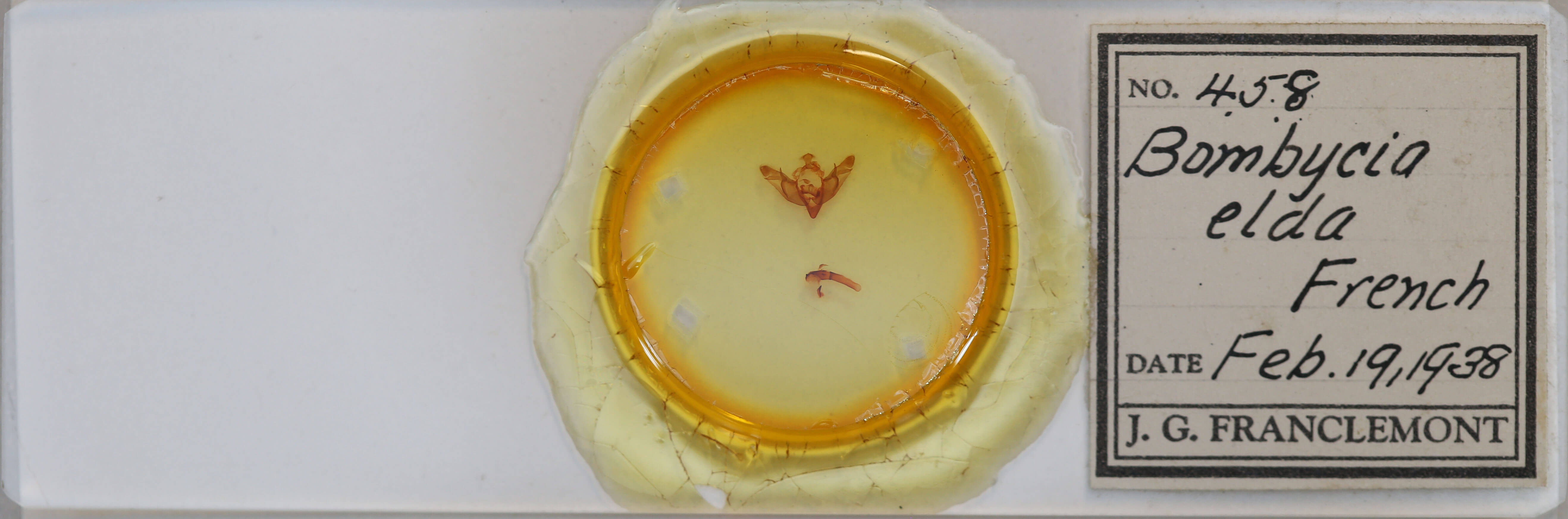 slide view of adult Brachylomia elda