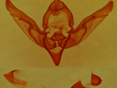 genitalia view of adult Brachylomia rectifascia