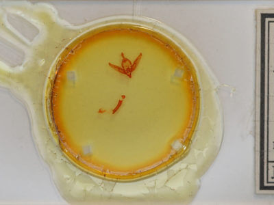 slide view of adult Brachylomia rectifascia