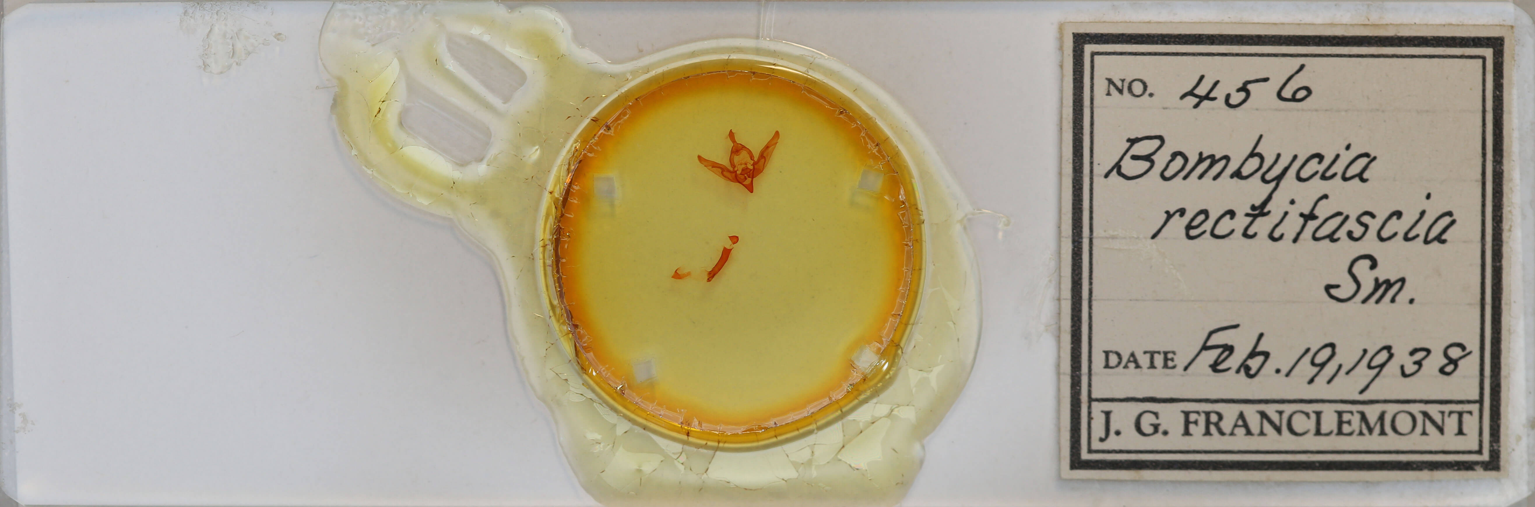 slide view of adult Brachylomia rectifascia