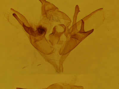 genitalia view of adult Caenurgina crassiuscula
