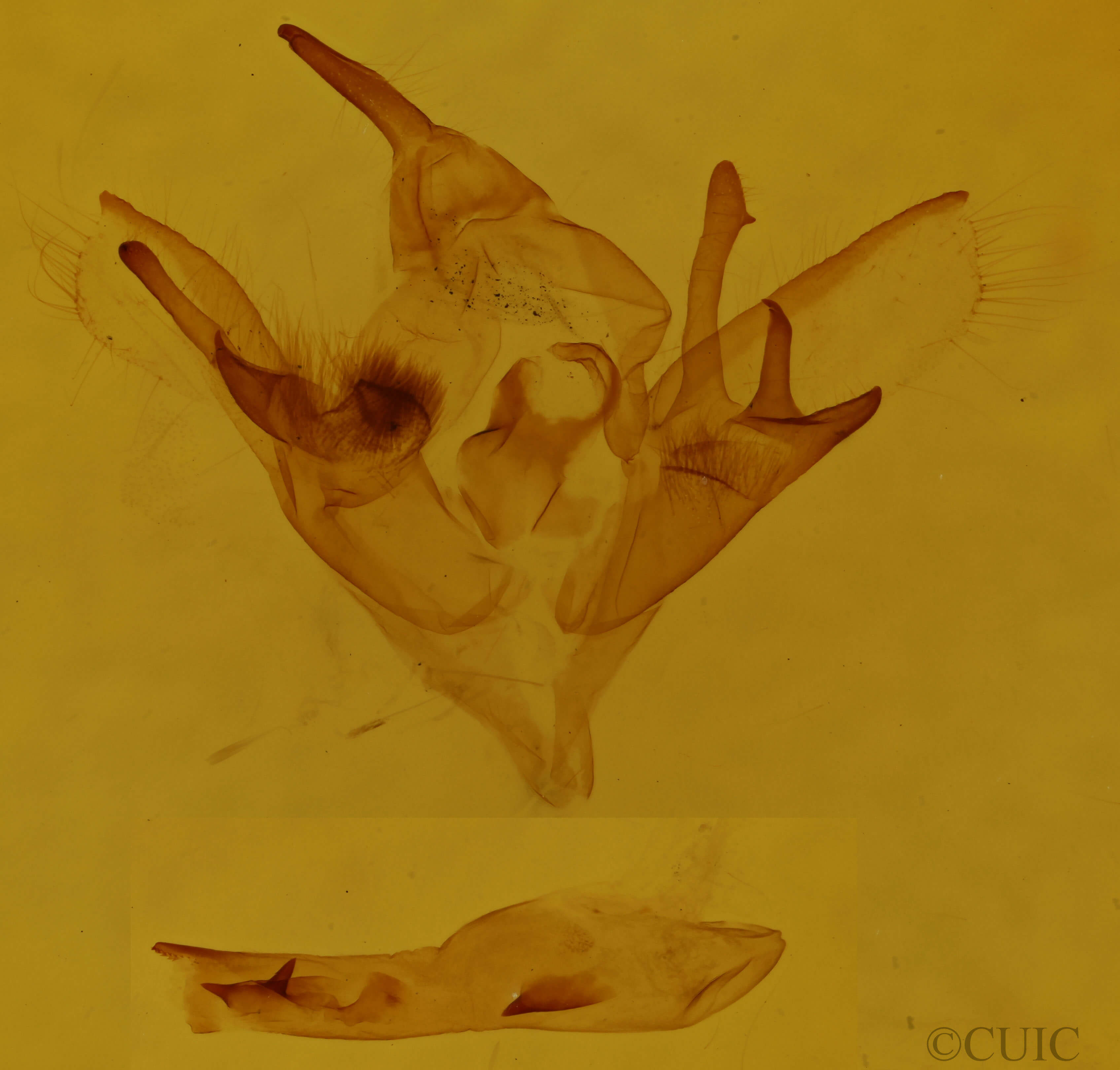 genitalia view of adult Caenurgina crassiuscula
