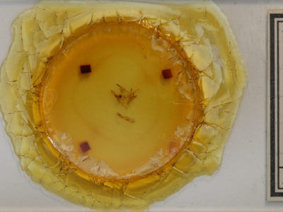 slide view of adult Caenurgina crassiuscula