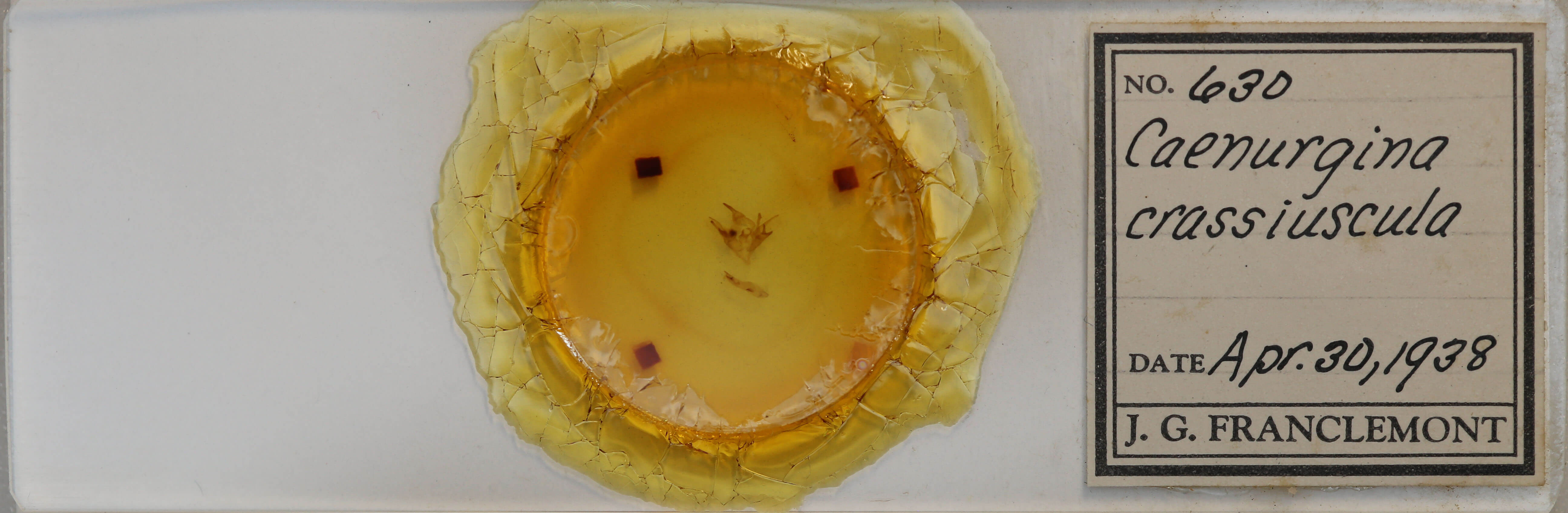 slide view of adult Caenurgina crassiuscula