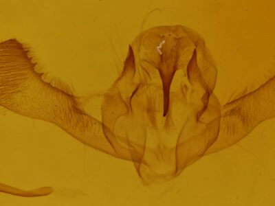 genitalia view of adult Campaea perlata
