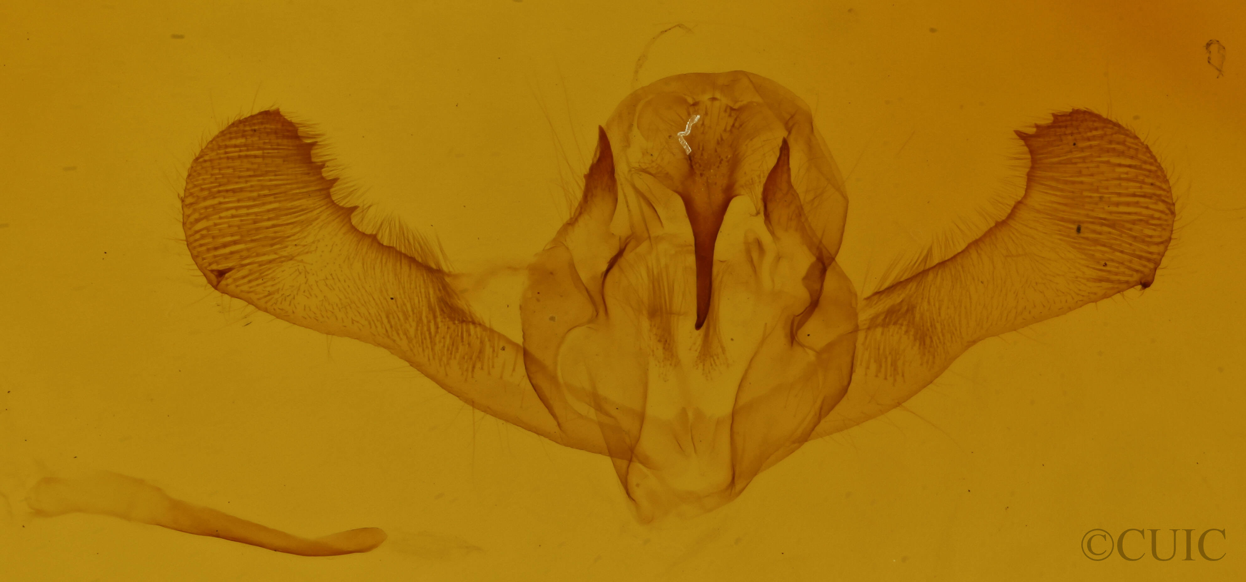 genitalia view of adult Campaea perlata