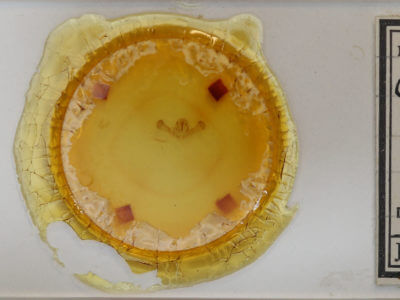 slide view of adult Campaea perlata