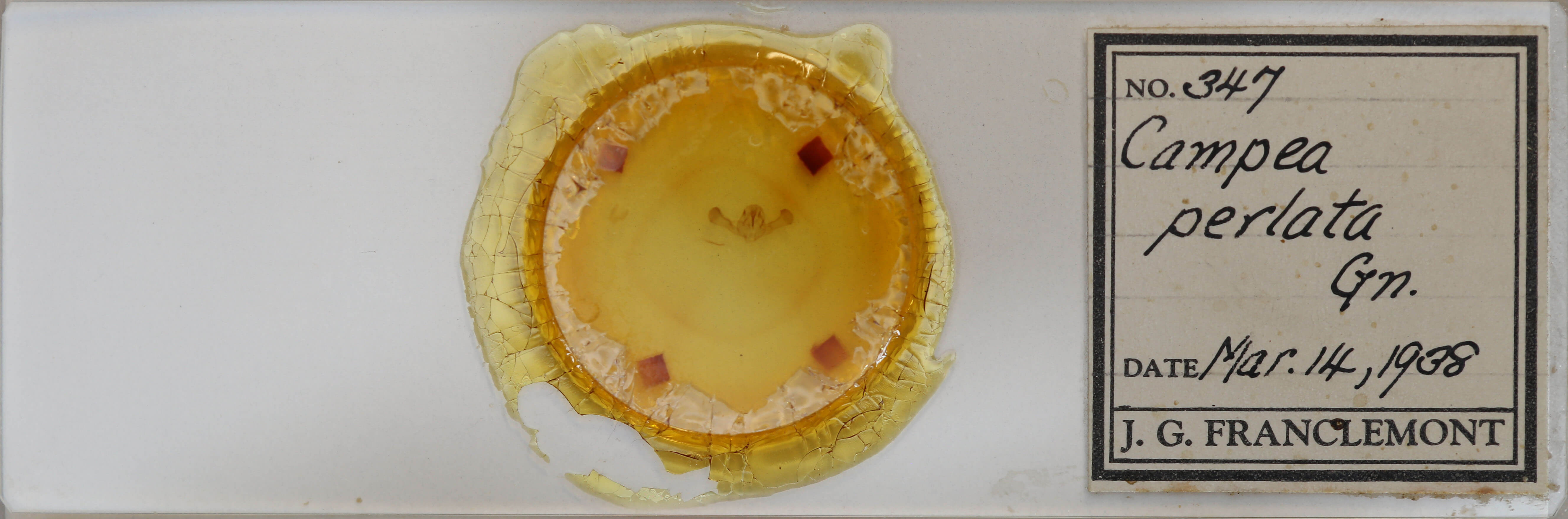 slide view of adult Campaea perlata