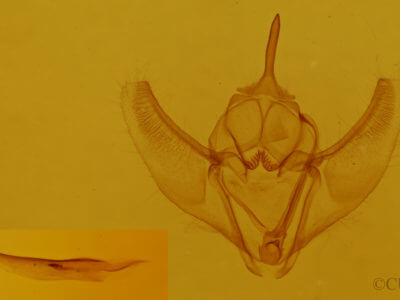 genitalia view of adult Caripeta angustiorata