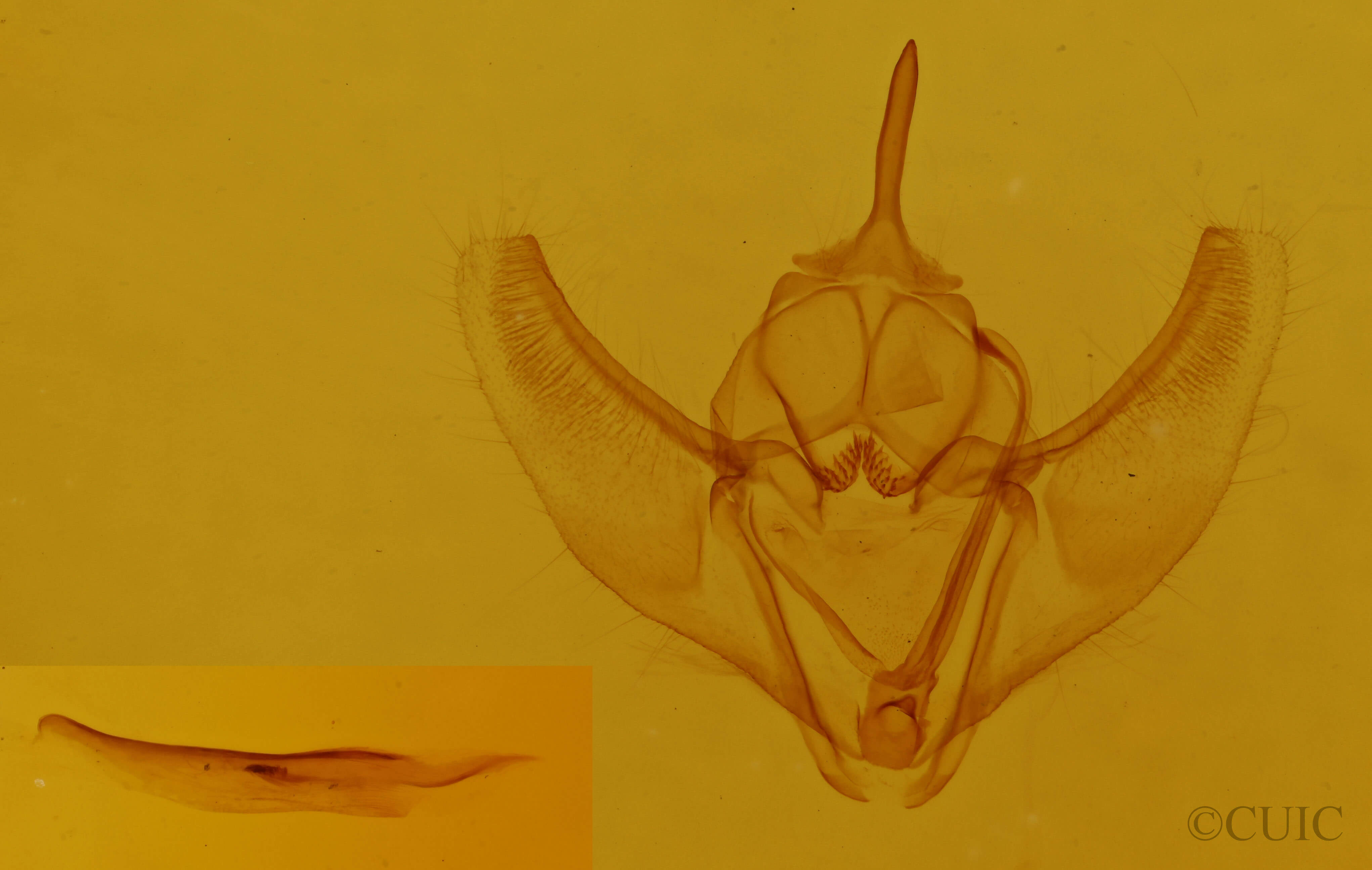 genitalia view of adult Caripeta angustiorata