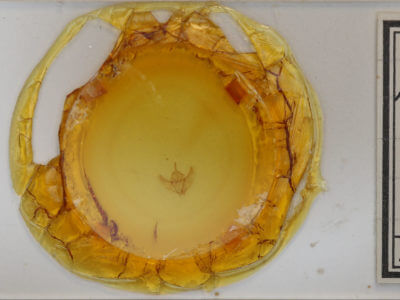 slide view of adult Caripeta angustiorata