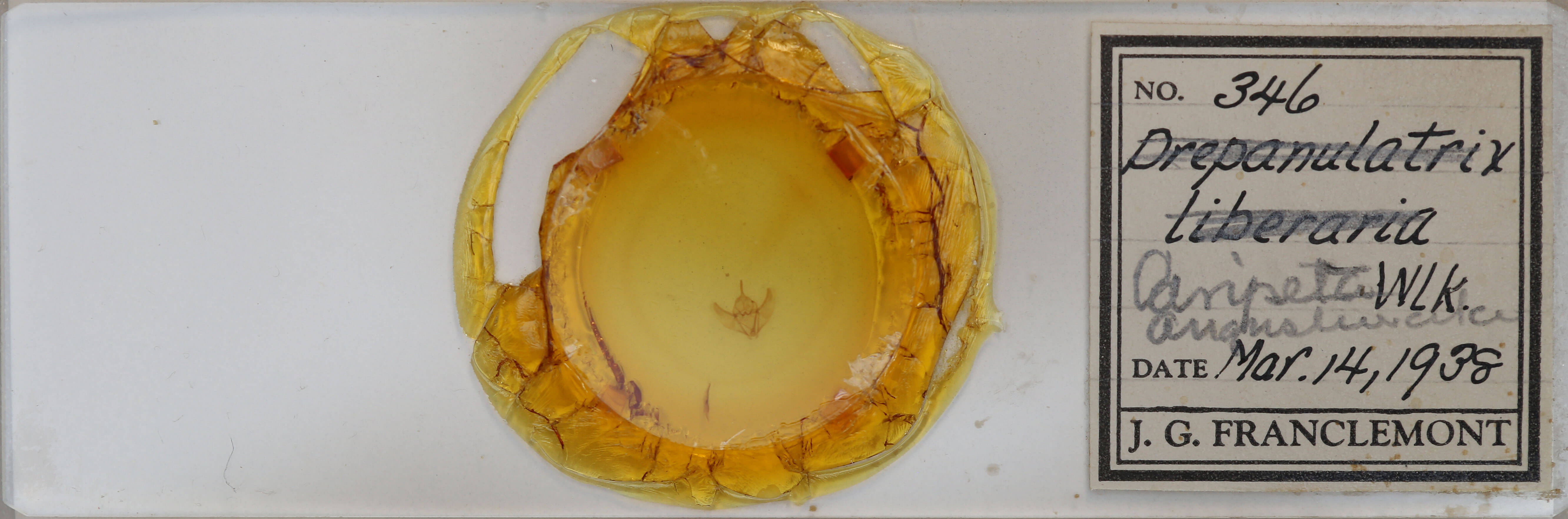 slide view of adult Caripeta angustiorata