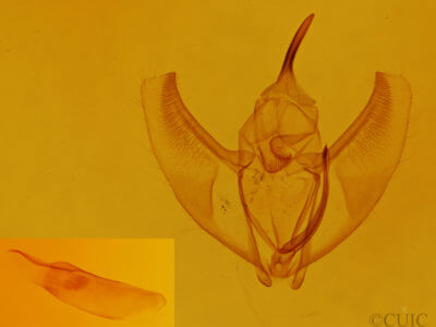 genitalia view of adult Caripeta divisata