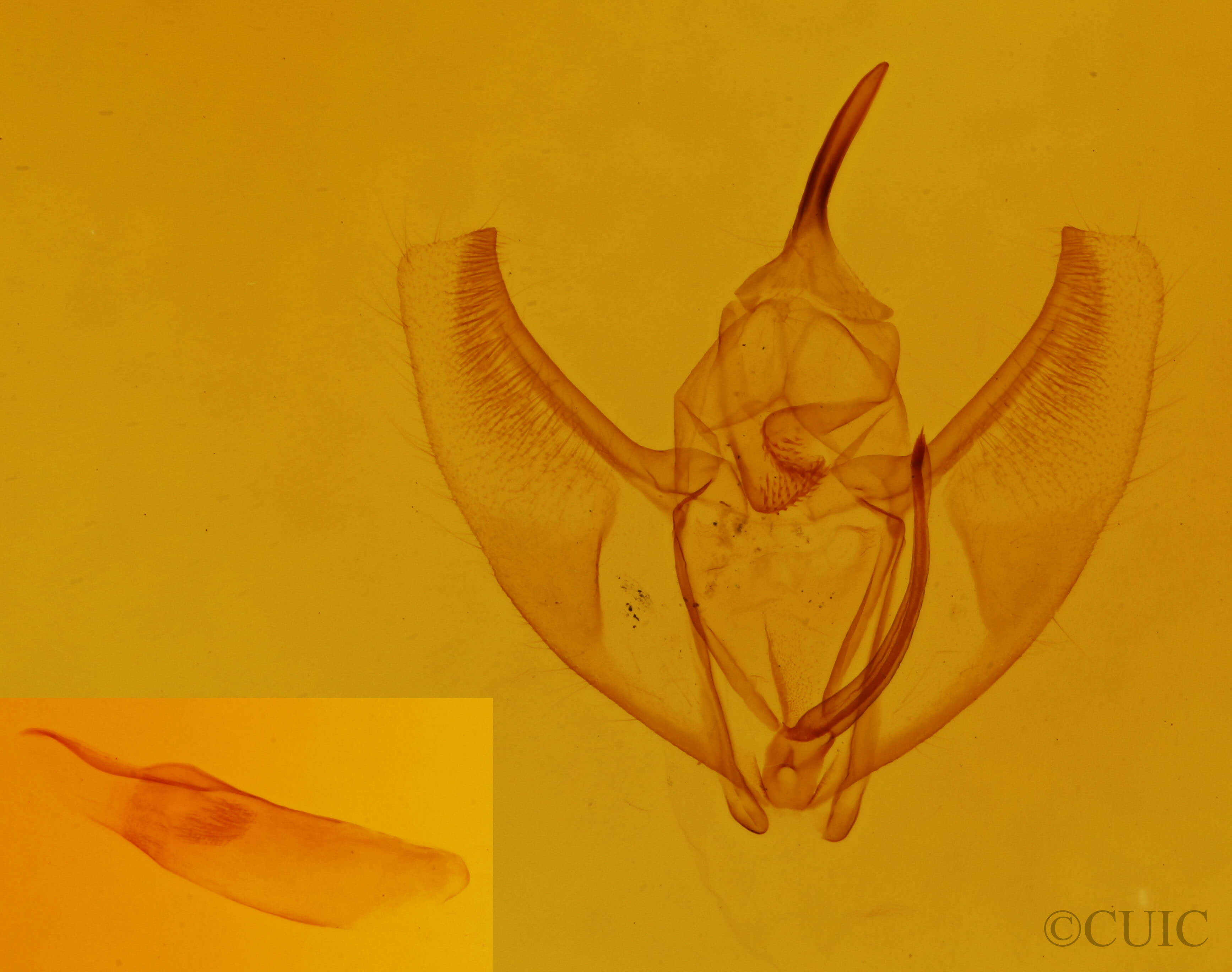 genitalia view of adult Caripeta divisata